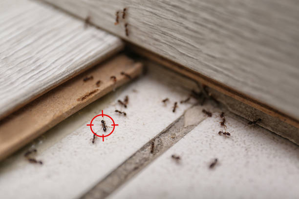 Best Ant Control Services  in Rockville, MD