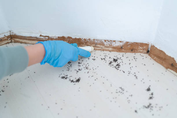 Best Insect Control  in Rockville, MD